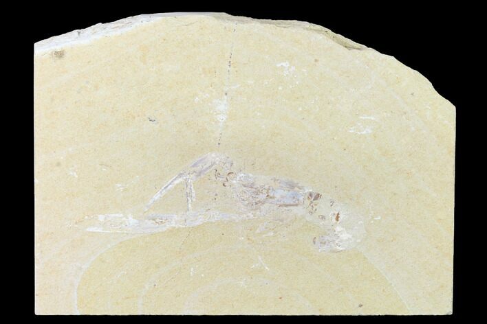 Cretaceous Lobster (Pseudostacus) Fossil - Lebanon #146936